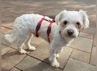 ♥EMILIO♥ neu auf Pflegestelle in Köln - süßer, menschenbezogener, zutraulicher kleiner Rüde 34 cm