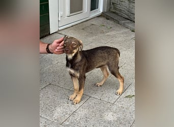 ♥JULCHEN♥ neu auf Pflegestelle bei Köln - süße, ganz zutrauliche Welpin 39 cm (wachsend)