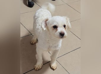 ♥EMILIO♥ab 24.Okt auf Pflegestelle bei Köln-süßer, menschenbezogener, zutraulicher kleiner Rüde 30cm