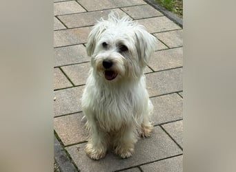♥DORI♥ neu auf Pflegestelle bei Köln - süße, ganz liebe und sanfte Hündin 36 cm