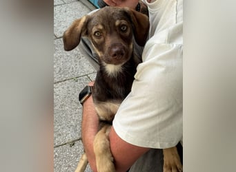 ♥JULCHEN♥ neu auf Pflegestelle bei Köln - süße, ganz zutrauliche Welpin 39 cm (wachsend)
