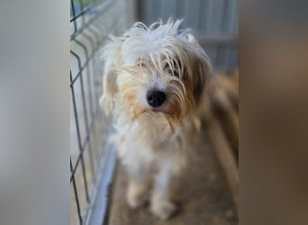 ♥DORI♥ neu auf Pflegestelle bei Köln - süße, ganz liebe und sanfte Hündin 33 cm