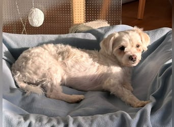♥EMILIO♥ neu auf Pflegestelle in Köln - süßer, menschenbezogener, zutraulicher kleiner Rüde 34 cm