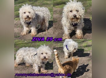 Ziva ist an Zuwendung nicht gewöhnt