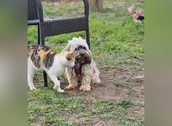 Arissa hatte kein schönes Leben