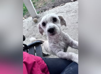 Balu - süßer, lustiger Bichon-Mischling sucht seine Familie