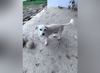 Balu - süßer, lustiger Bichon-Mischling sucht seine Familie