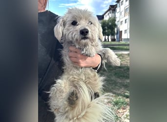 Balu - süßer, lustiger Bichon-Mischling sucht seine Familie