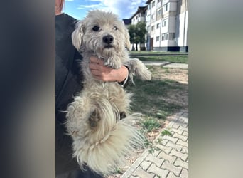 Balu - süßer, lustiger Bichon-Mischling sucht seine Familie