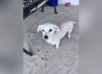 Balu - süßer, lustiger Bichon-Mischling sucht seine Familie