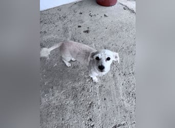 Balu - süßer, lustiger Bichon-Mischling sucht seine Familie