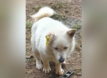 KJELL - gerettet aus Horror Tötung Slatina, Ostern'22 KJELL - gerettet aus Horror Tötung Slatina, Ostern'22