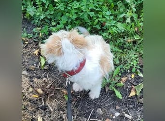 PomPom - Gefunden auf der Straße