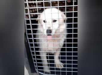 KJELL - Gerettet aus Horror Tötung Slatina, Ostern'22