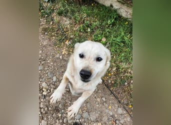 KJELL - gerettet aus Horror Tötung Slatina, Ostern'22