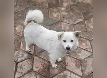 KJELL - gerettet aus Horror Tötung Slatina, Ostern'22