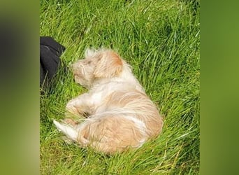 PomPom - Gefunden auf der Straße