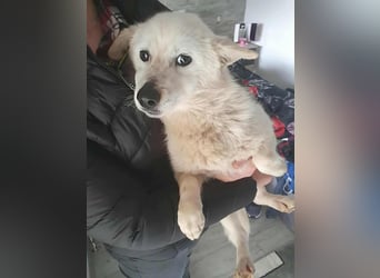 KJELL - gerettet aus Horror Tötung Slatina, Ostern'22 KJELL - gerettet aus Horror Tötung Slatina, Ostern'22