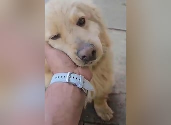 BUDUSEL - Befreit von der Kette