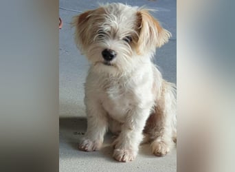 PomPom - Gefunden auf der Straße