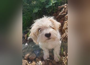 PomPom - Gefunden auf der Straße