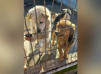 KJELL - gerettet aus Horror Tötung Slatina, Ostern'22 KJELL - gerettet aus Horror Tötung Slatina, Ostern'22