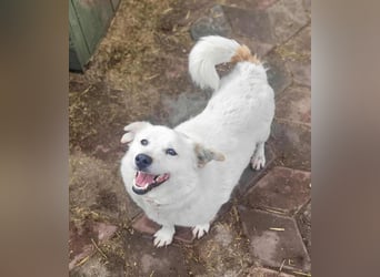 KJELL - gerettet aus Horror Tötung Slatina, Ostern'22 KJELL - gerettet aus Horror Tötung Slatina, Ostern'22