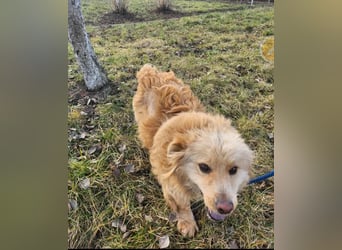 BUDUSEL - Befreit von der Kette