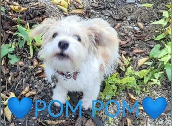 PomPom - Gefunden auf der Straße