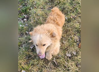 BUDUSEL ♥ - Befreit von der Kette