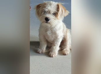 PomPom - Gefunden auf der Straße