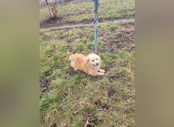 BUDUSEL - Befreit von der Kette