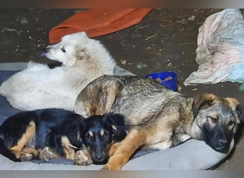 KJELL - gerettet aus Horror Tötung Slatina, Ostern'22 KJELL - gerettet aus Horror Tötung Slatina, Ostern'22