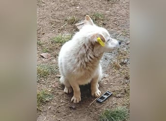 KJELL - gerettet aus Horror Tötung Slatina, Ostern'22 KJELL - gerettet aus Horror Tötung Slatina, Ostern'22