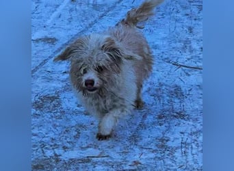 PomPom - Gefunden auf der Straße Rumäniens