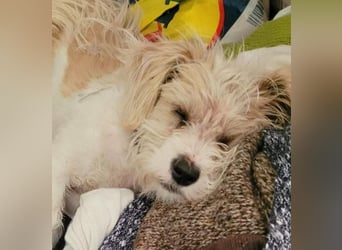 PomPom - Gefunden auf der Straße