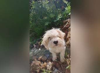 PomPom - Gefunden auf der Straße