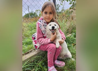 KJELL - gerettet aus Horror Tötung Slatina, Ostern'22