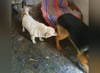 KJELL - gerettet aus Horror Tötung Slatina, Ostern'22