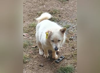KJELL - gerettet aus Horror Tötung Slatina, Ostern'22