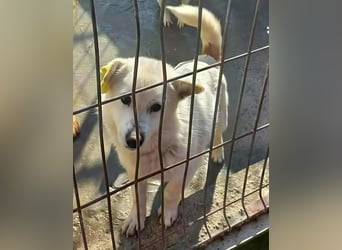 KJELL - gerettet aus Horror Tötung Slatina, Ostern'22 KJELL - gerettet aus Horror Tötung Slatina, Ostern'22