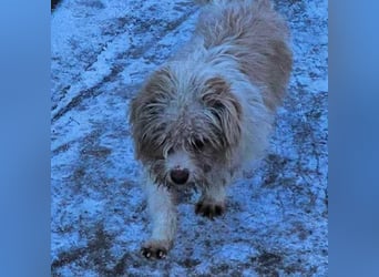 PomPom - Gefunden auf der Straße