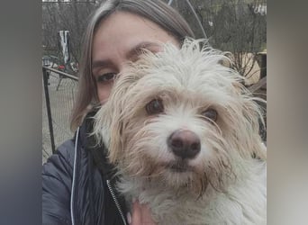 PomPom - Gefunden auf der Straße