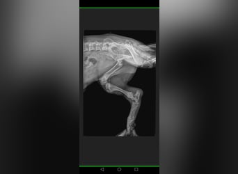 PomPom - Gefunden auf der Straße