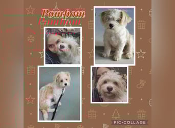 PomPom - Gefunden auf der Straße Rumäniens