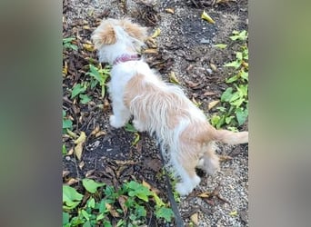 PomPom - Gefunden auf der Straße