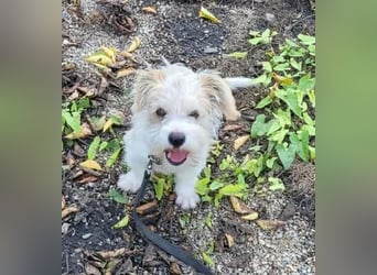 PomPom - Gefunden auf der Straße Rumäniens