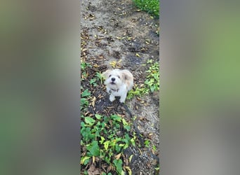 PomPom - Gefunden auf der Straße