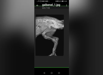 PomPom - Gefunden auf der Straße