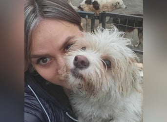 PomPom - Gefunden auf der Straße Rumäniens